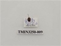 藏品(圓斑食植瓢蟲)的圖片